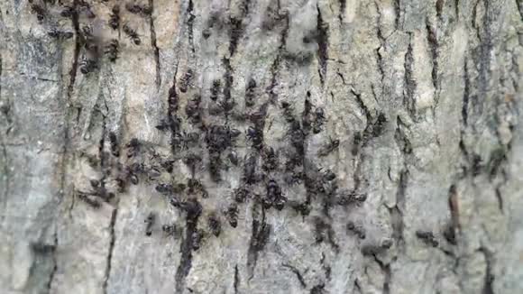 干燥树皮上的黑蚂蚁视频的预览图