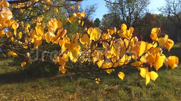 十月的情景五颜六色的树叶在风中飘扬摇曳的树枝视频的预览图