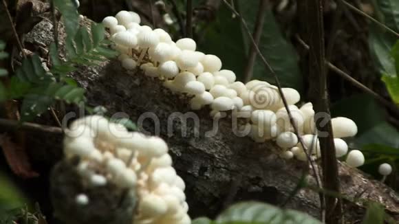 亚马逊雨林中的真菌蘑菇视频的预览图