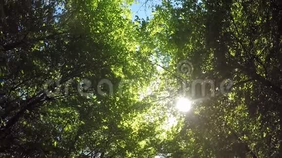 春天的森林景色宜人视频的预览图