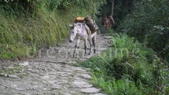 尼泊尔喜马拉雅山的Mule火车运载货物视频的预览图