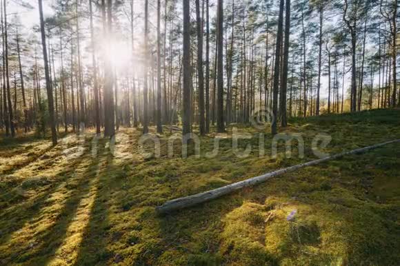 白俄罗斯美丽的日落阳光在阳光明媚的夏季针叶林阳光照耀阳光照耀森林视频的预览图