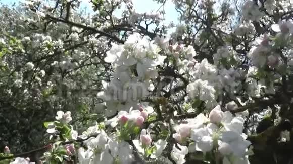 花开苹果树花春时节视频的预览图