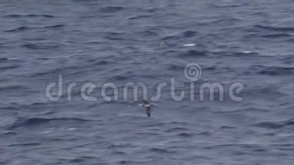 南部海洋中的信天翁游弋的皇家视频的预览图