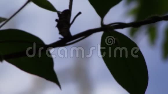 亚马逊雨林一棵树上的黑叉啄木鸟视频的预览图