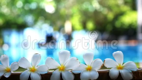 新鲜的白色佛兰吉帕尼梅热带奇花在模糊的游泳池水和佛兰吉帕尼树上慢慢慢慢视频的预览图
