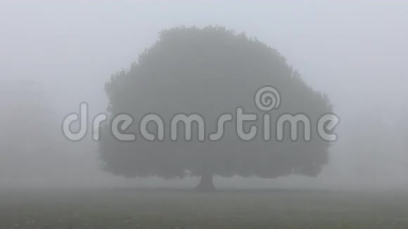 灰雾中孤独的绿树视频的预览图