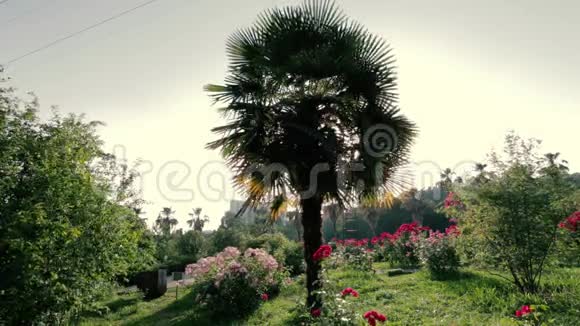 棕榈树在公园前放着夏日的阳光视频的预览图