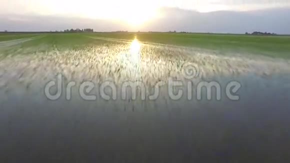 在稻田里放牧视频的预览图