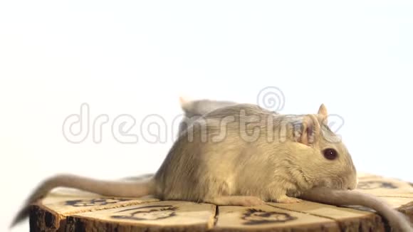 一只漂亮的老鼠坐在白色背景的装饰我上互相压着视频的预览图