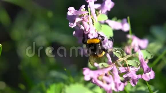 在灿烂的阳光下在春天紫色的花朵上的大黄蜂视频的预览图