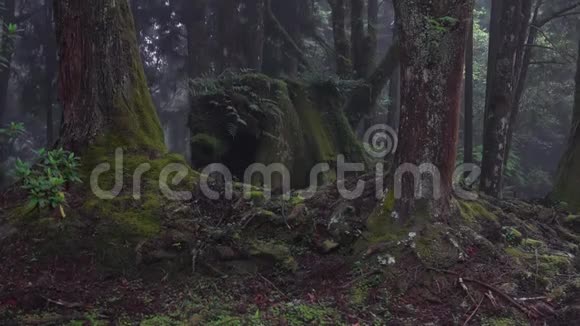 台湾阿里山风景区摩丝林视频的预览图