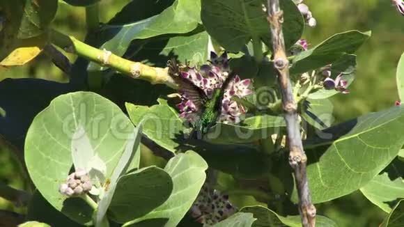 绿喉蜂鸟加勒比在植物上飞行和降落视频的预览图