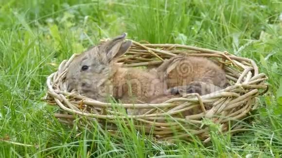 夏天或春天绿草上的手工窝或柳条篮子里的一周老灰兔的小可爱新生儿视频的预览图