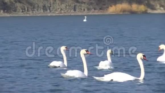 两只美丽的白色天鹅在阿布鲁湖上游泳寻找鱼视频的预览图