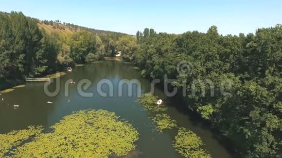 森林湖的鸟瞰图视频的预览图