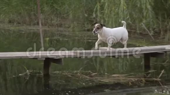 狗在木桥上过河视频的预览图