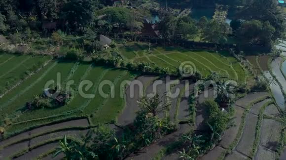 绿色稻田草地棕榈树从飞机无人机射击空中专业相机前进巴厘岛印度尼西亚视频的预览图