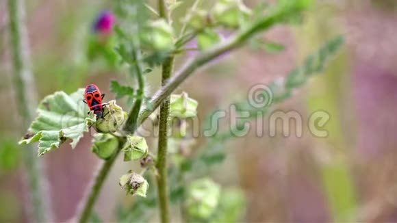 红火虫在大自然中以一种野生植物为食视频的预览图
