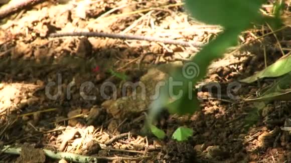 地上的切叶蚁携带树叶视频的预览图