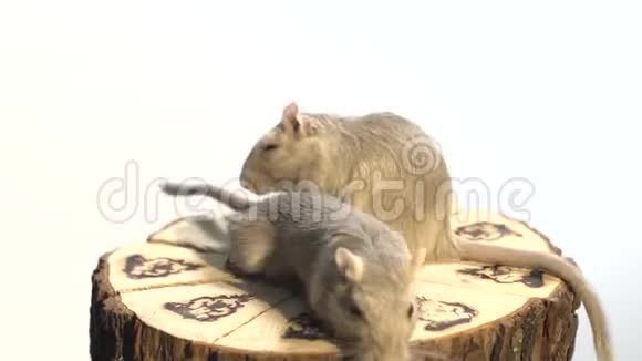 两只毛茸茸的老鼠坐在白色背景上的装饰树桩上环顾四周视频的预览图