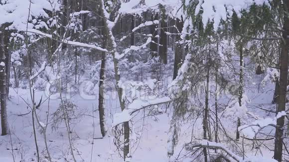 快乐的疯子在冬天的森林里跳舞摇树视频的预览图