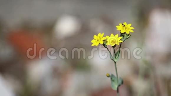 大自然中的黑黄草野花视频的预览图