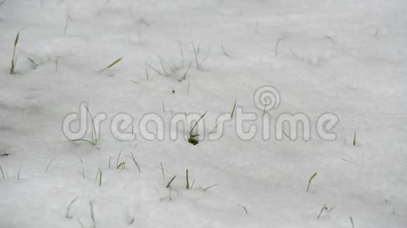 积雪融化的时间线视频显示绿草视频的预览图