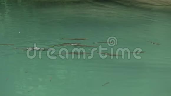 鱼在瀑布里游泳视频的预览图
