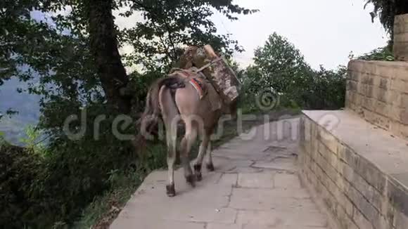 尼泊尔喜马拉雅山的Mule火车运送货物视频的预览图