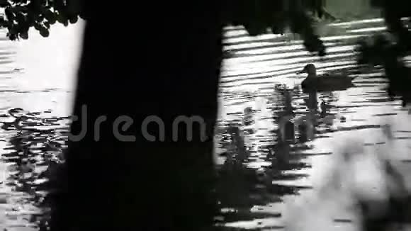 鸭子在沼泽里游泳视频的预览图