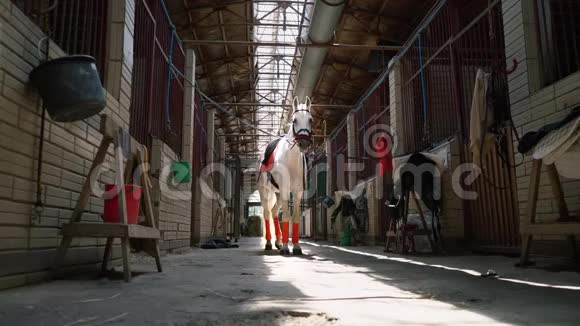 一匹漂亮的白马在马厩的中间有一个马鞍视频的预览图