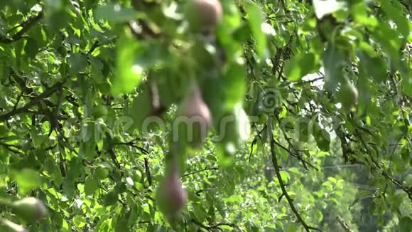 梨树枝上长满了果实生长在有机农场里改变焦点4K视频的预览图