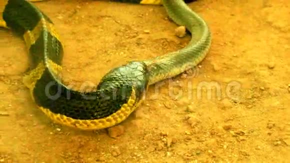 蛇吃蛇视频的预览图