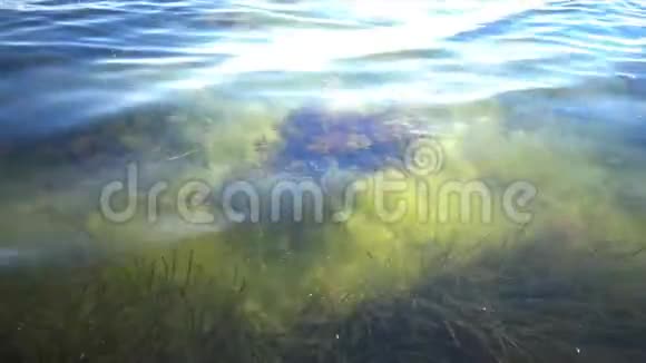 褐藻Cystoseira海岸附近的单株植物视频的预览图