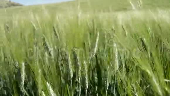 田野里绿色的耳朵在迎风移动视频的预览图