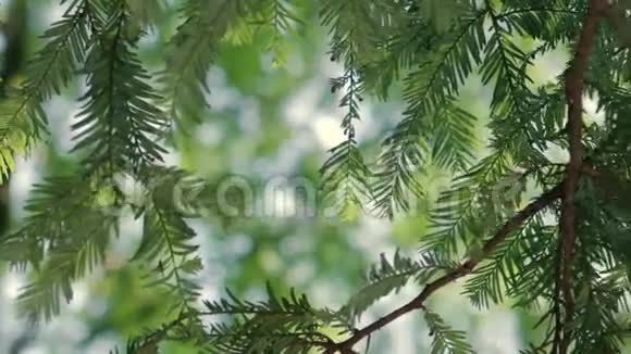 松树枝前天和夏日落灯视频的预览图