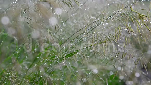 夏天雨后水滴中的野生燕麦视频的预览图