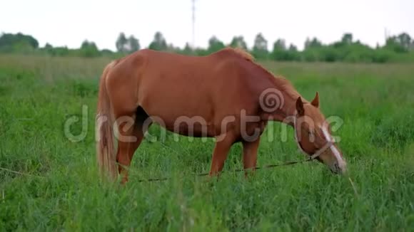 红马在农村吃草视频的预览图