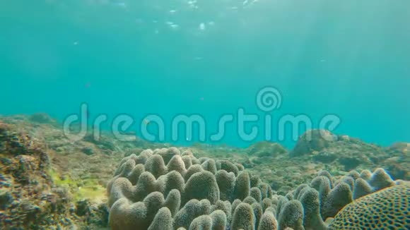 水下生活珊瑚礁上有很多热带鱼类慢镜头视频的预览图