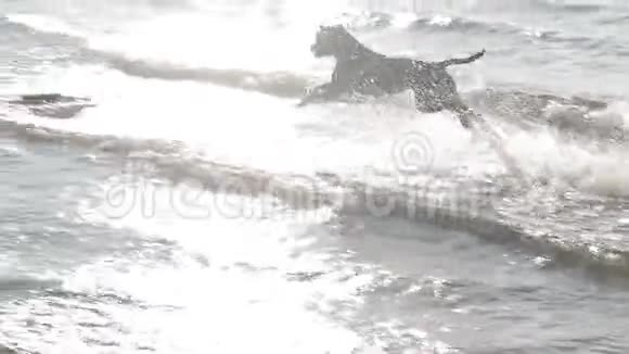 狗坑公牛在水里玩耍视频的预览图