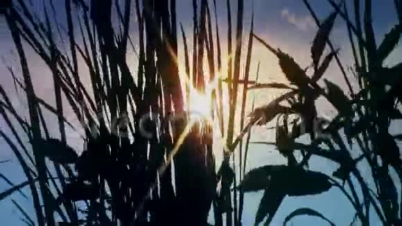 落日余晖透过草地近距离拍摄新品质自然景观视频片段视频的预览图