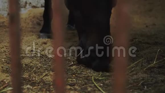一匹黑色的赛马在马厩里吃东西一匹美丽的黑马视频的预览图