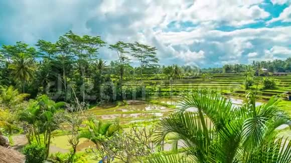 印度尼西亚巴厘岛上的乌布德在绿色的稻田上流云的时间流逝视频的预览图