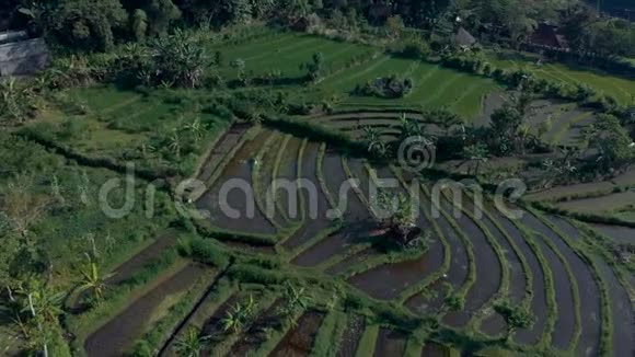 绿色稻田草地棕榈树从飞机无人机射击空中专业相机前进巴厘岛印度尼西亚视频的预览图