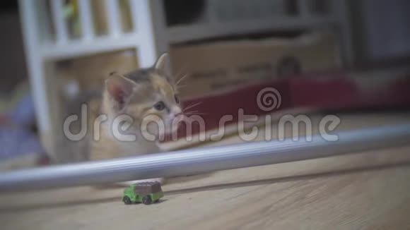 小三色小猫跳落慢动作视频小猫跳跳概念宠物生活方式视频的预览图