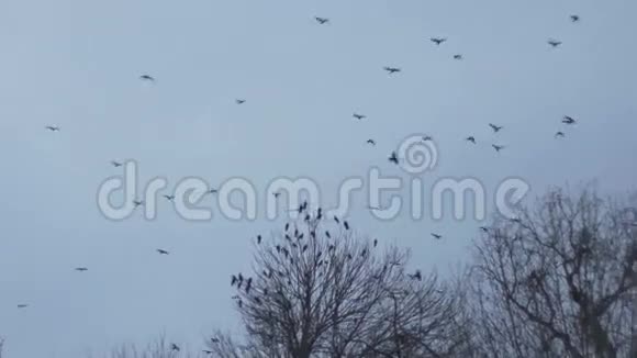 在荒凉的天空上成群的乌鸦视频的预览图