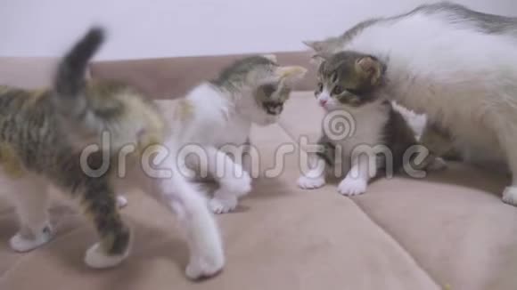 小猫笑着摇了摇头猫舔小猫的舌头慢动作视频猫妈妈和小猫视频的预览图