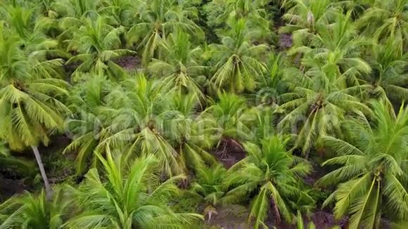 4k农业椰子农场鸟瞰图视频的预览图