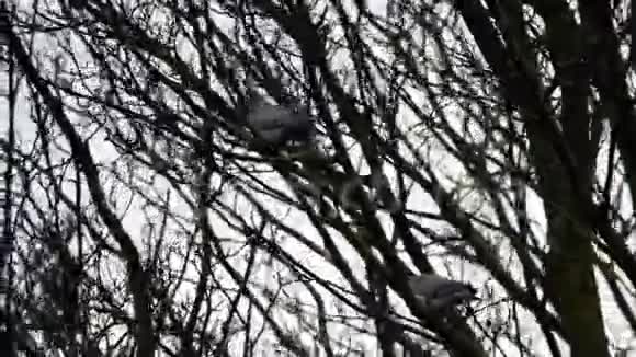 雨天树枝上有两只鸽子视频的预览图